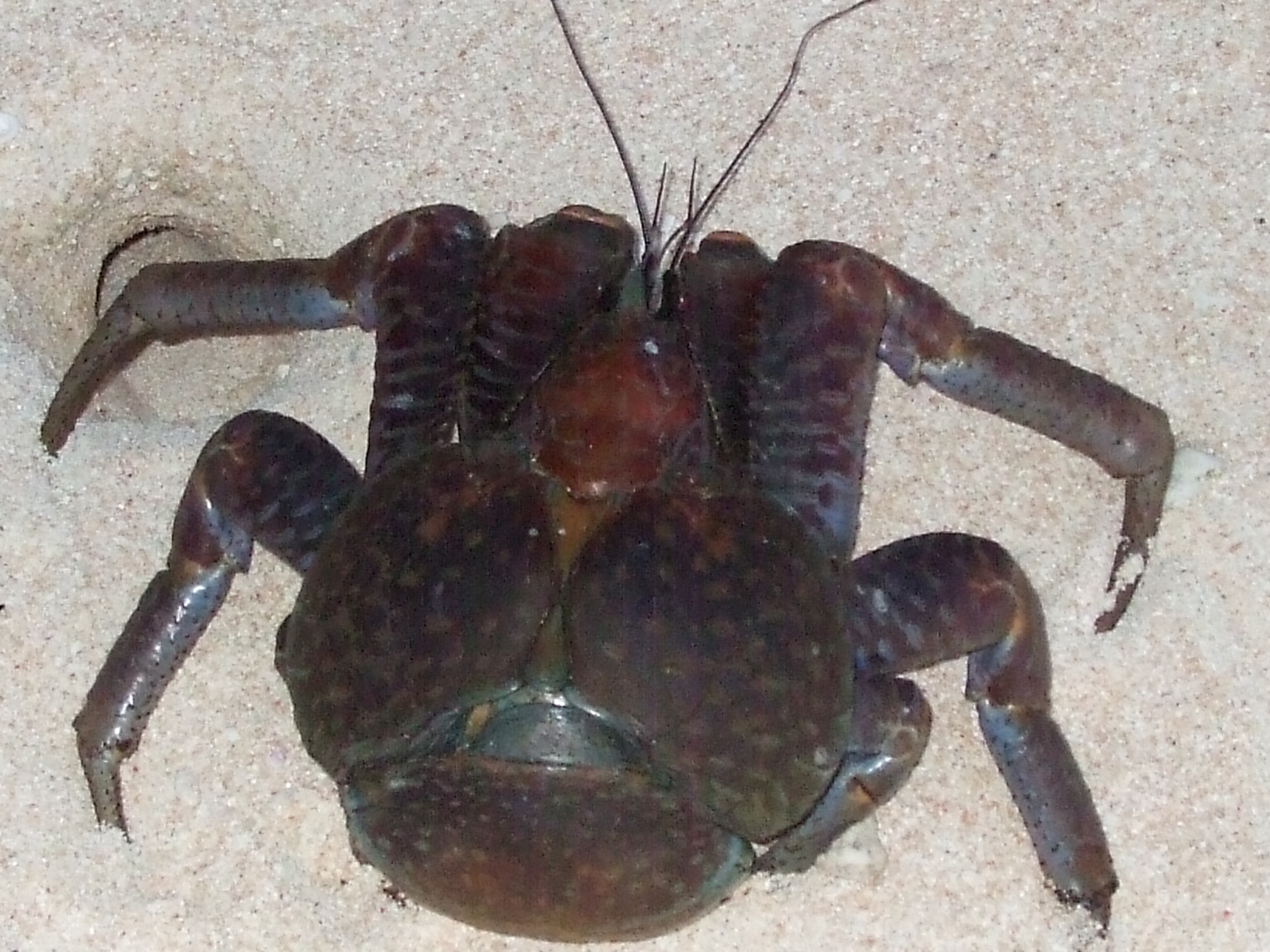 Coconut Crab - (C) PNG Holidays